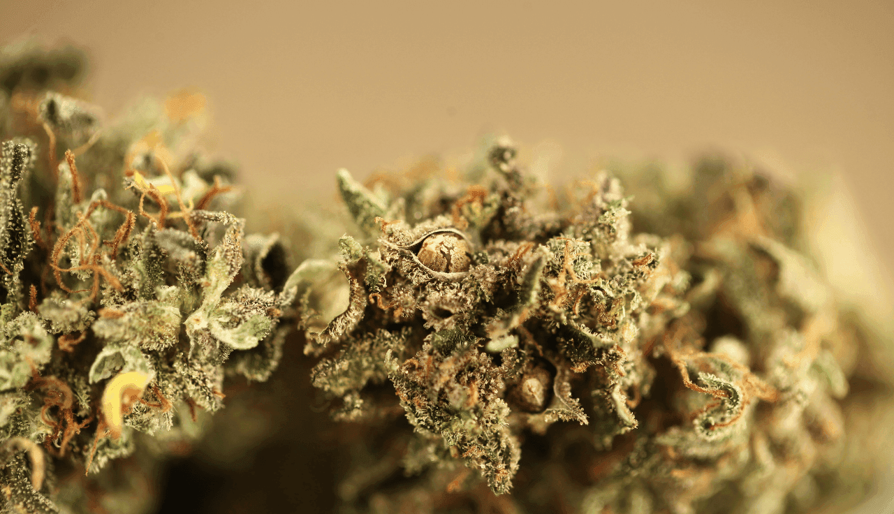 Cannabis Blüten in Nahaufnahme